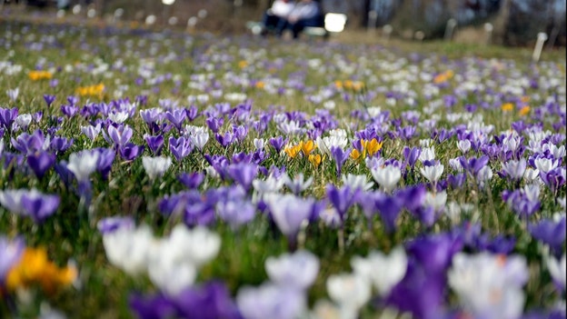 krokus